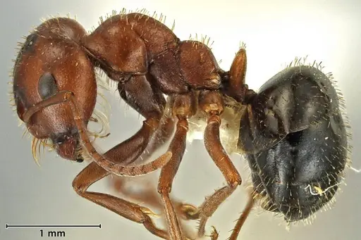 Melophorus setosus specimen ANIC32-066657-2 image anic32-066657-2_3