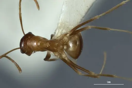 Melophorus subulipalpus specimen ANIC32-900128 image anic32-900128_1