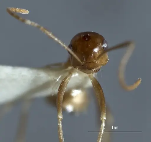Melophorus subulipalpus specimen ANIC32-900128 image anic32-900128_2