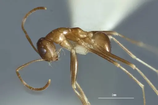 Melophorus subulipalpus specimen ANIC32-900128 image anic32-900128_3