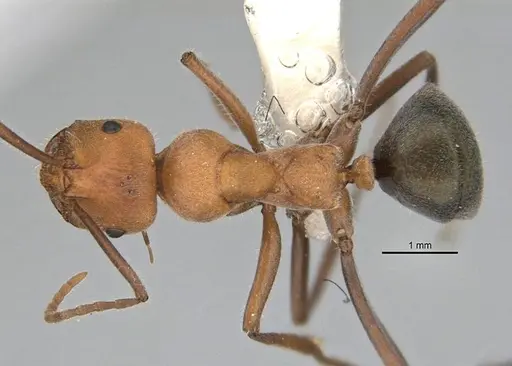 Melophorus sulconotus specimen ANIC32-900071 image anic32-900071_1
