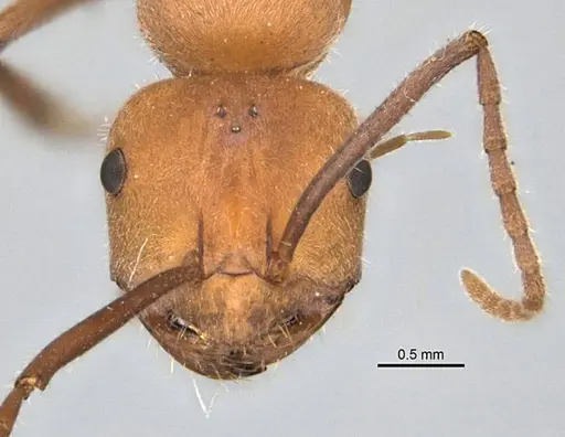 Melophorus sulconotus specimen ANIC32-900071 image anic32-900071_2