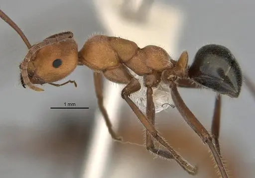 Melophorus sulconotus specimen ANIC32-900071 image anic32-900071_3