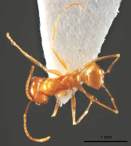 Melophorus sulla specimen ANTWEB1008660 image antweb1008660_1