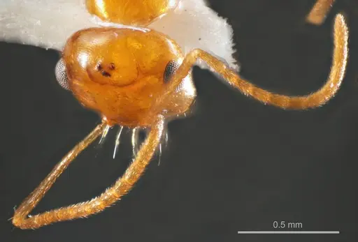 Melophorus sulla specimen ANTWEB1008660 image antweb1008660_2