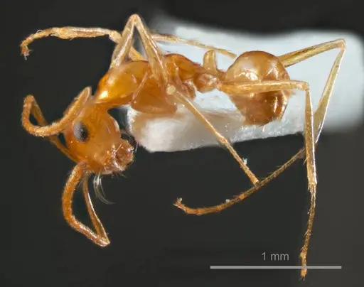 Melophorus sulla specimen ANTWEB1008660 image antweb1008660_3