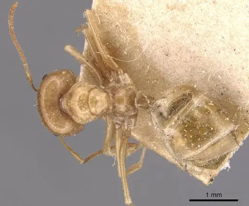 Melophorus sulla specimen CASENT0905127 image casent0905127_1