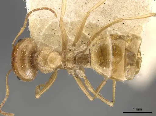 Melophorus sulla specimen CASENT0909817 image casent0909817_1