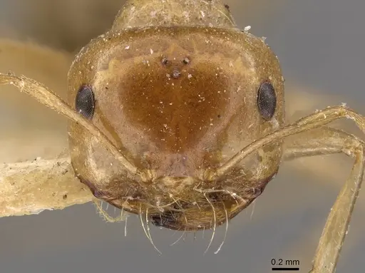 Melophorus sulla specimen CASENT0909817 image casent0909817_2