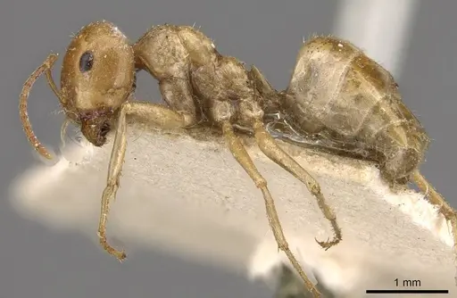 Melophorus sulla specimen CASENT0909817 image casent0909817_3
