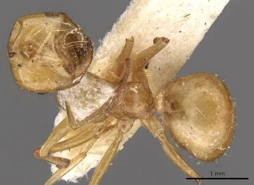 Melophorus sulla specimen CASENT0909818 image casent0909818_1