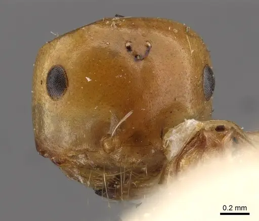 Melophorus sulla specimen CASENT0909818 image casent0909818_2