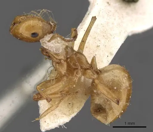 Melophorus sulla specimen CASENT0909818 image casent0909818_3