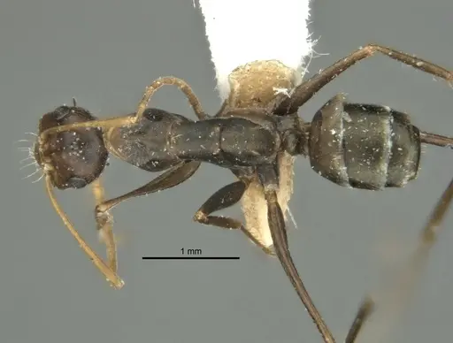 Melophorus tenuis specimen ANIC32-900210 image anic32-900210_1