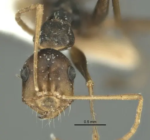 Melophorus tenuis specimen ANIC32-900210 image anic32-900210_2
