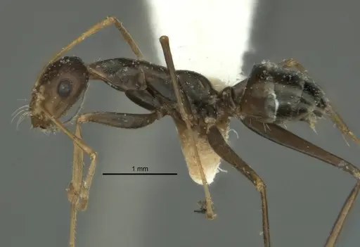 Melophorus tenuis specimen ANIC32-900210 image anic32-900210_3