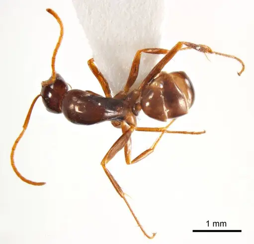 Melophorus teretinotus specimen ANTWEB1008665 image antweb1008665_1