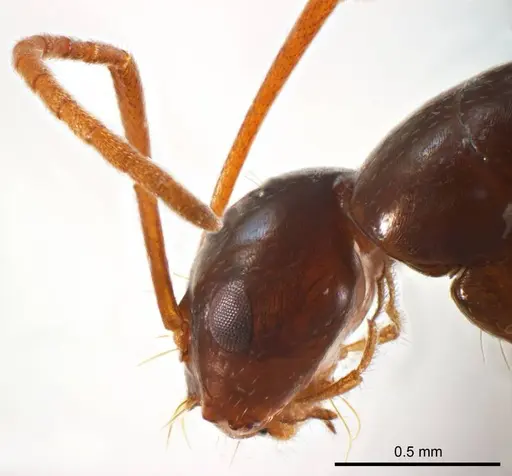 Melophorus teretinotus specimen ANTWEB1008665 image antweb1008665_3