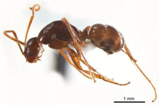 Melophorus teretinotus specimen ANTWEB1008665 image antweb1008665_4