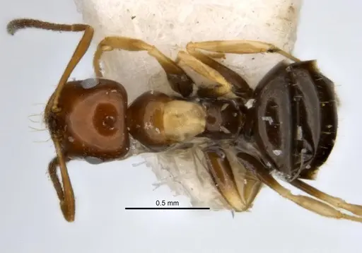 Melophorus translucens specimen JDM32-001966-1 image jdm32-001966-1_1