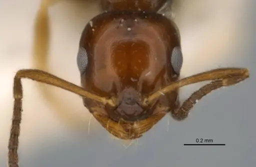 Melophorus translucens specimen JDM32-001966-1 image jdm32-001966-1_2