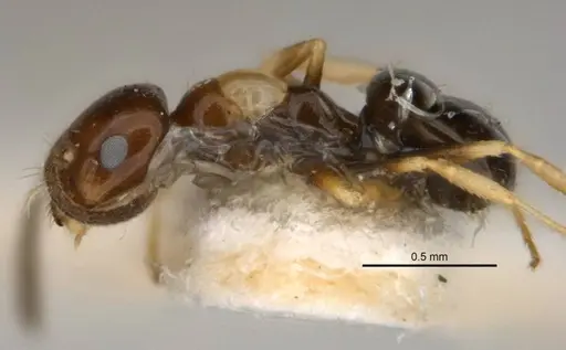 Melophorus translucens specimen JDM32-001966-1 image jdm32-001966-1_3