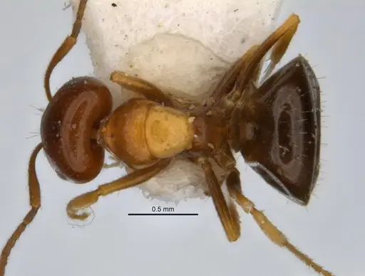 Melophorus translucens specimen JDM32-001966-2 image jdm32-001966-2_1