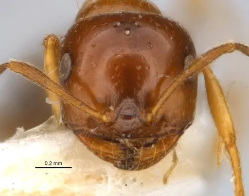 Melophorus translucens specimen JDM32-001966-2 image jdm32-001966-2_2