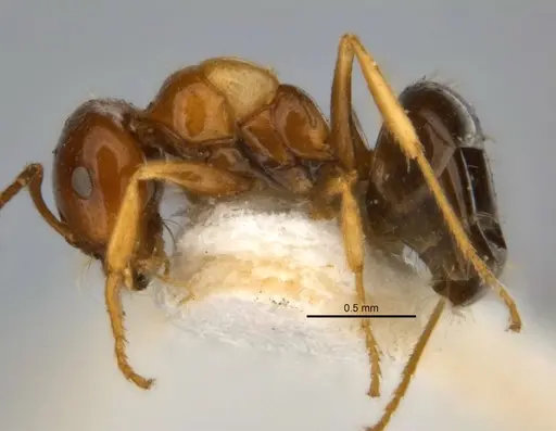Melophorus translucens specimen JDM32-001966-2 image jdm32-001966-2_3