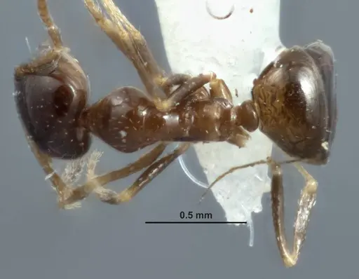 Melophorus turbineus specimen ANIC32-066636-1 image anic32-066636-1_1