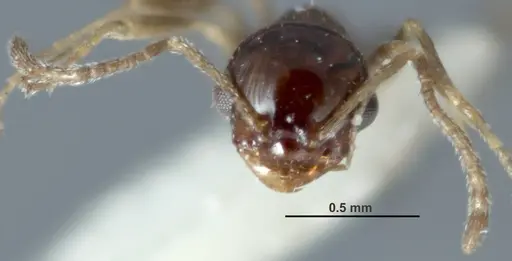 Melophorus turbineus specimen ANIC32-066636-1 image anic32-066636-1_2