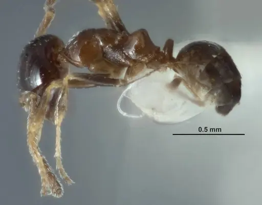 Melophorus turbineus specimen ANIC32-066636-1 image anic32-066636-1_3