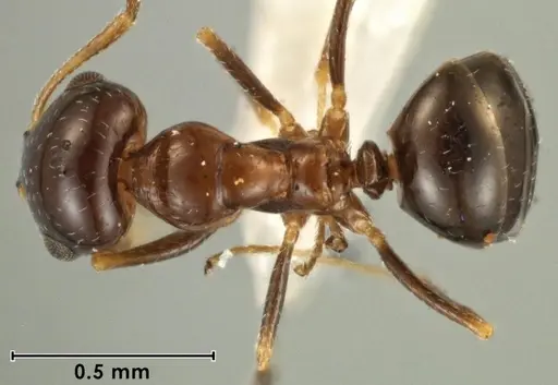 Melophorus turbineus specimen ANIC32-066636-2 image anic32-066636-2_1
