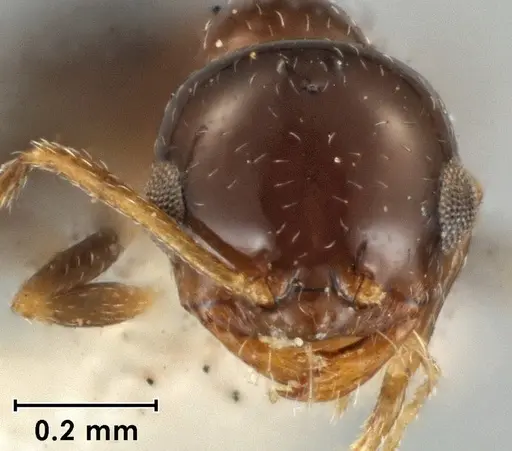 Melophorus turbineus specimen ANIC32-066636-2 image anic32-066636-2_2