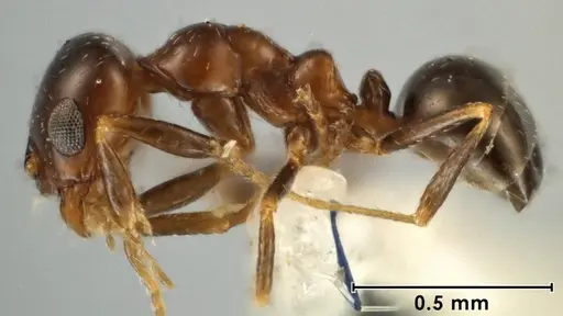 Melophorus turbineus specimen ANIC32-066636-2 image anic32-066636-2_3