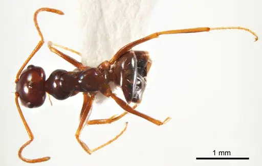 Melophorus turneri specimen ANTWEB1008666 image antweb1008666_1