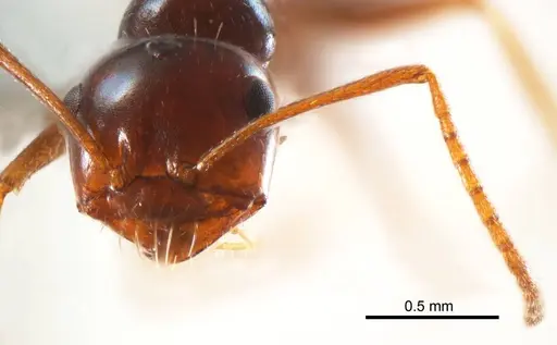 Melophorus turneri specimen ANTWEB1008666 image antweb1008666_2