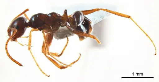 Melophorus turneri specimen ANTWEB1008666 image antweb1008666_4