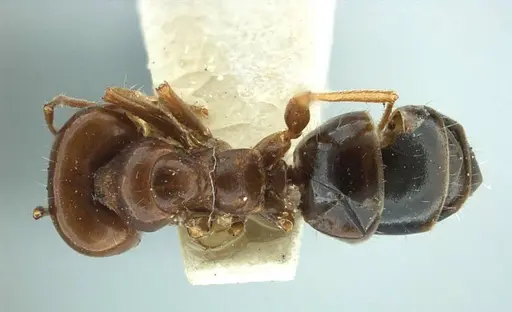 Melophorus turneri specimen ANTWEB1038560 image antweb1038560_1