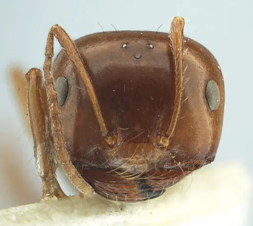 Melophorus turneri specimen ANTWEB1038560 image antweb1038560_2