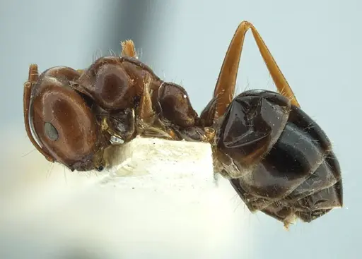 Melophorus turneri specimen ANTWEB1038560 image antweb1038560_3