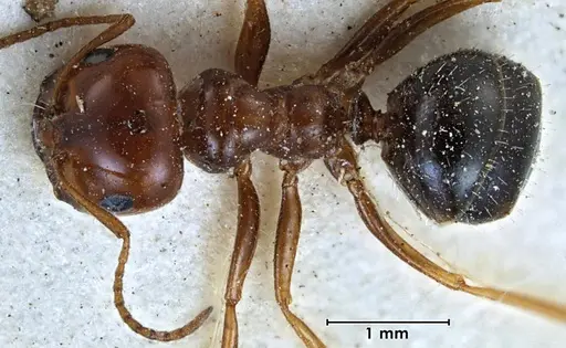 Melophorus turneri specimen ANTWEB1038564 image antweb1038564_1