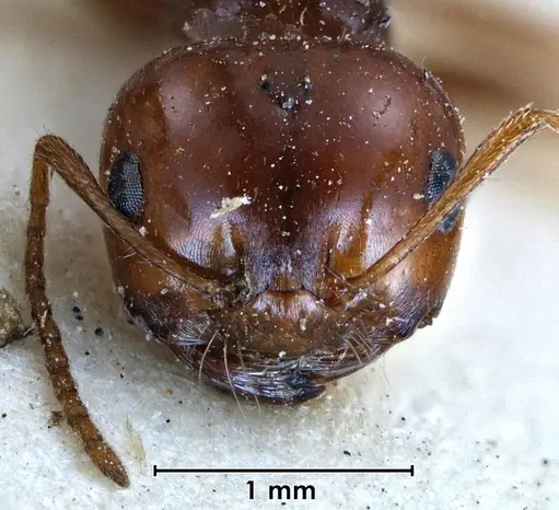 Melophorus turneri specimen ANTWEB1038564 image antweb1038564_2