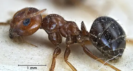 Melophorus turneri specimen ANTWEB1038564 image antweb1038564_3