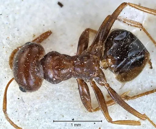 Melophorus turneri specimen ANTWEB1038565 image antweb1038565_1