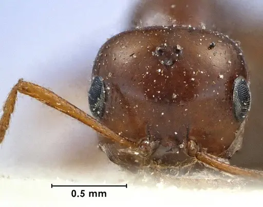 Melophorus turneri specimen ANTWEB1038565 image antweb1038565_2