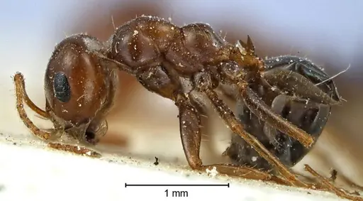 Melophorus turneri specimen ANTWEB1038565 image antweb1038565_3