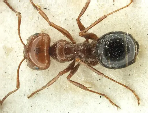Melophorus turneri specimen ANTWEB1038577 image antweb1038577_1