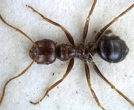 Melophorus turneri specimen ANTWEB1038578 image antweb1038578_1