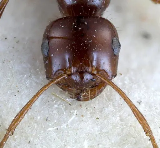 Melophorus turneri specimen ANTWEB1038578 image antweb1038578_2